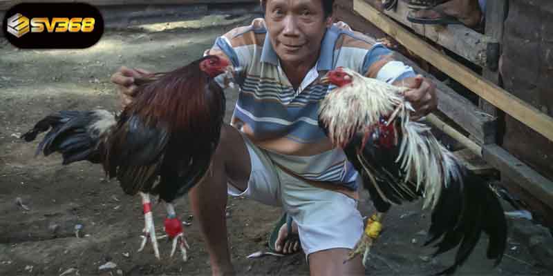 Nhà Cái Đá Gà Uy Tín Nhất Sân Chơi An Toàn, Minh Bạch