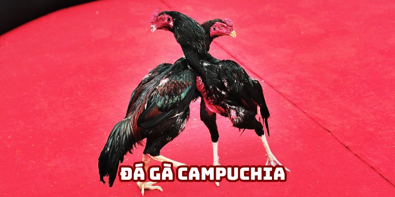 daga campuchia SV368